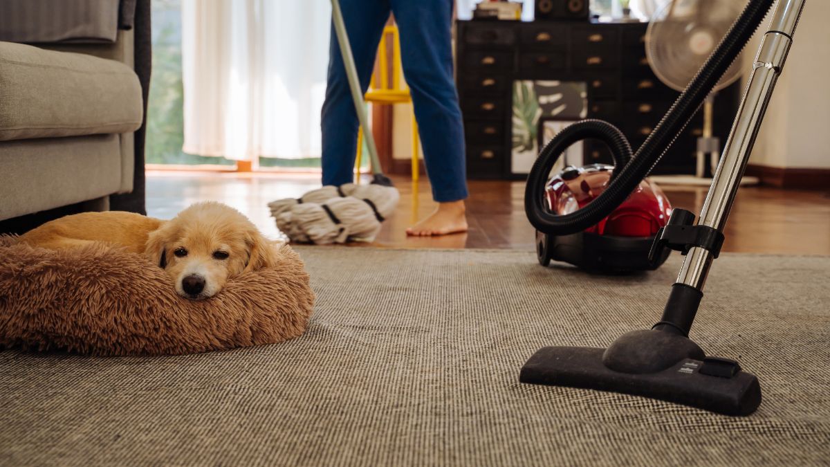 A dog lying in his bed in the lounge next to a vacuum cleaner while the owner mops the floor